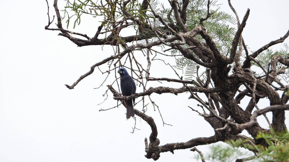 Ultramarine Grosbeak - ML650712717