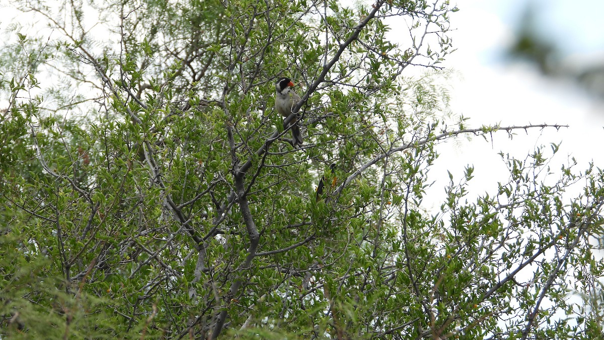 Golden-billed Saltator - ML650712722