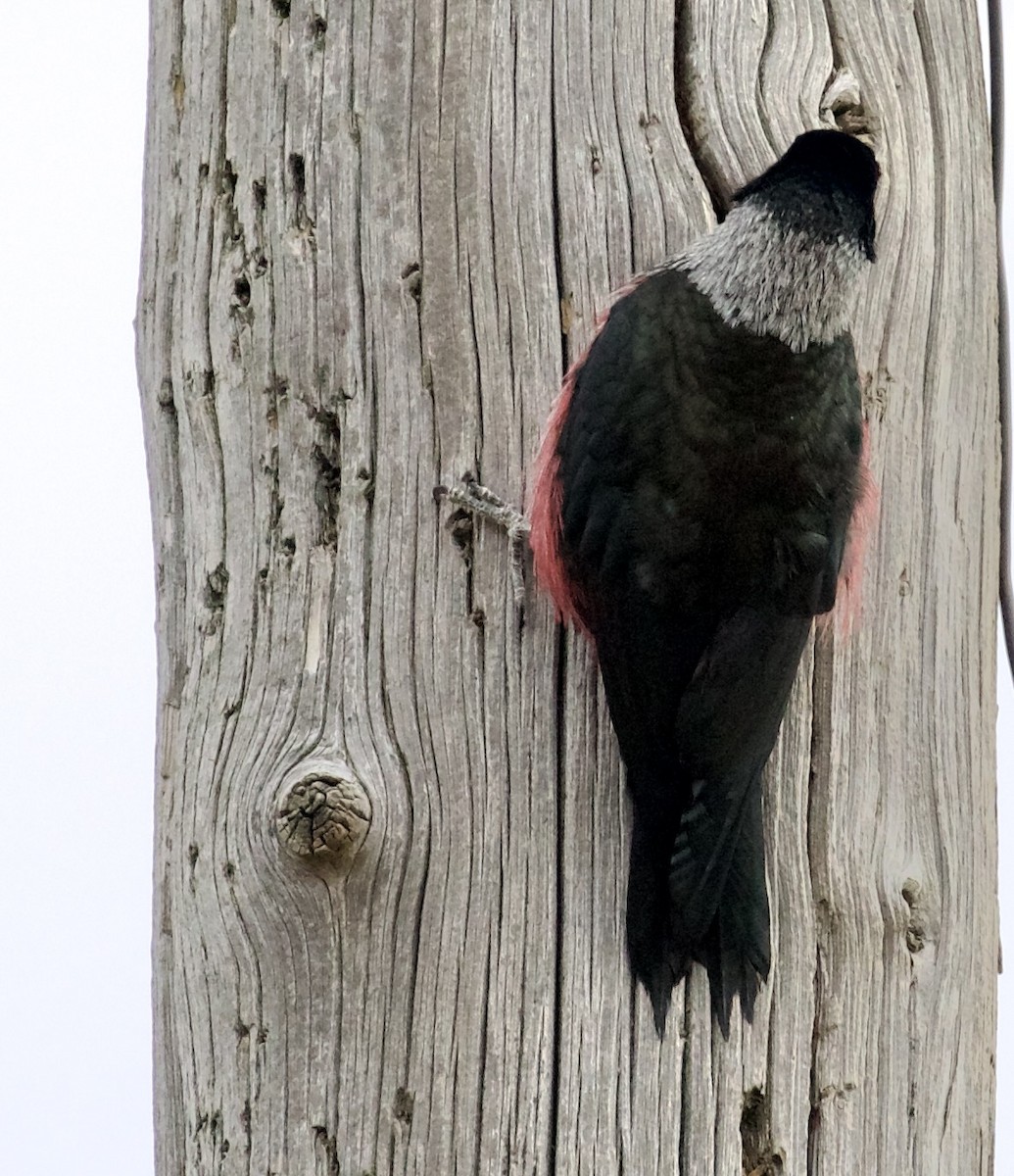 Краснолицый дятел - ML650712865