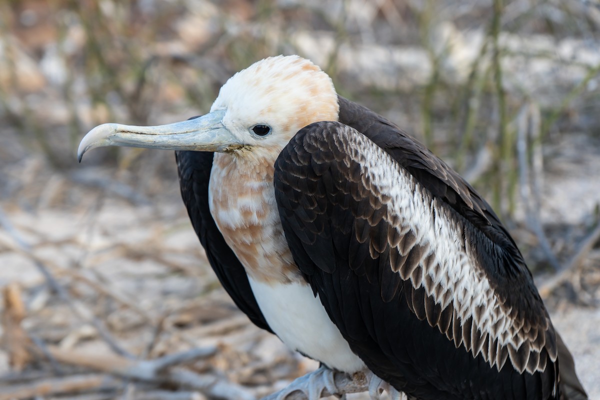 Great Frigatebird - ML650713252