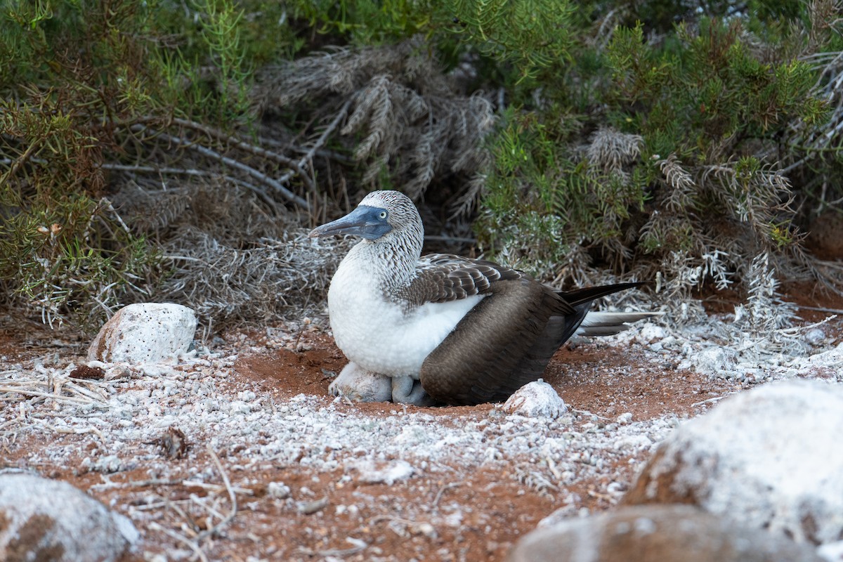 Blue-footed Booby - ML650713257