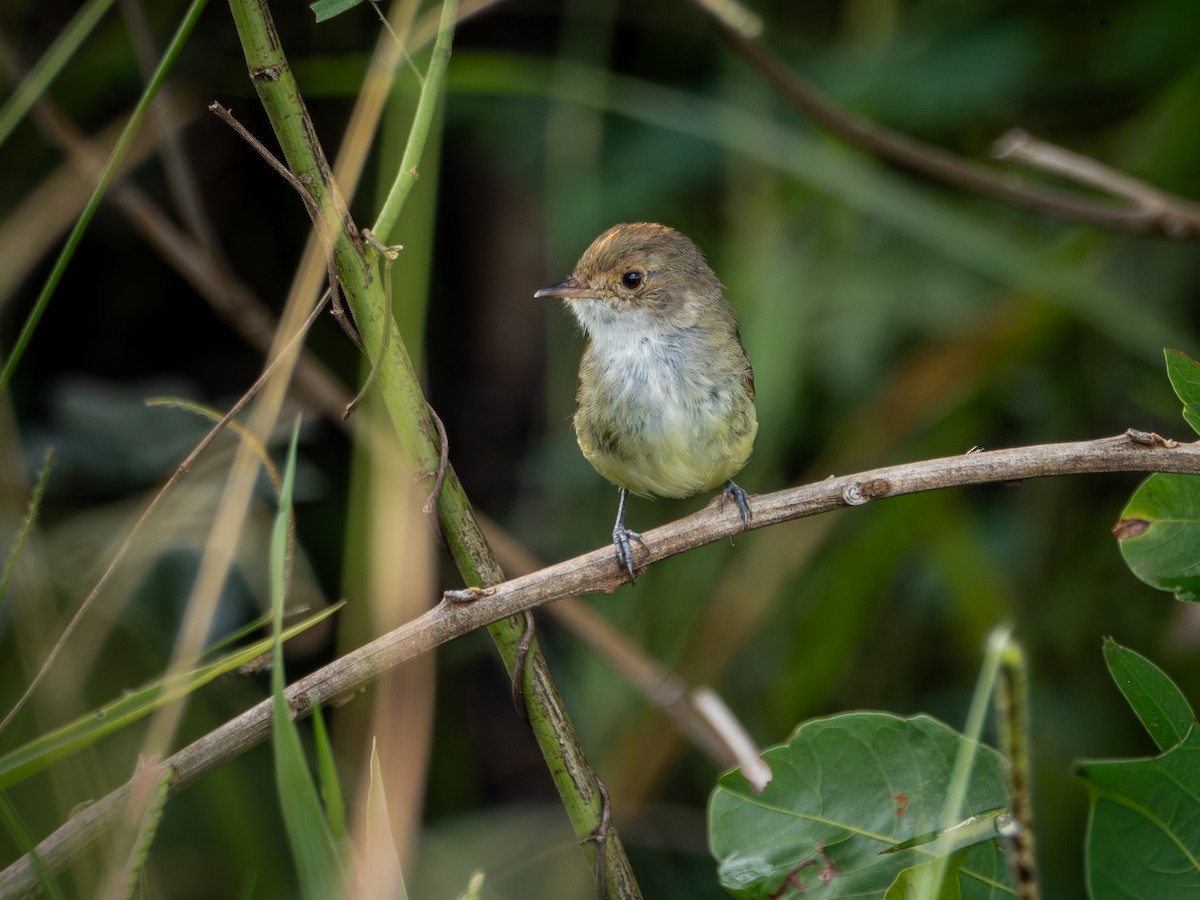 Fulvous-crowned Scrub-Tyrant - ML650713336