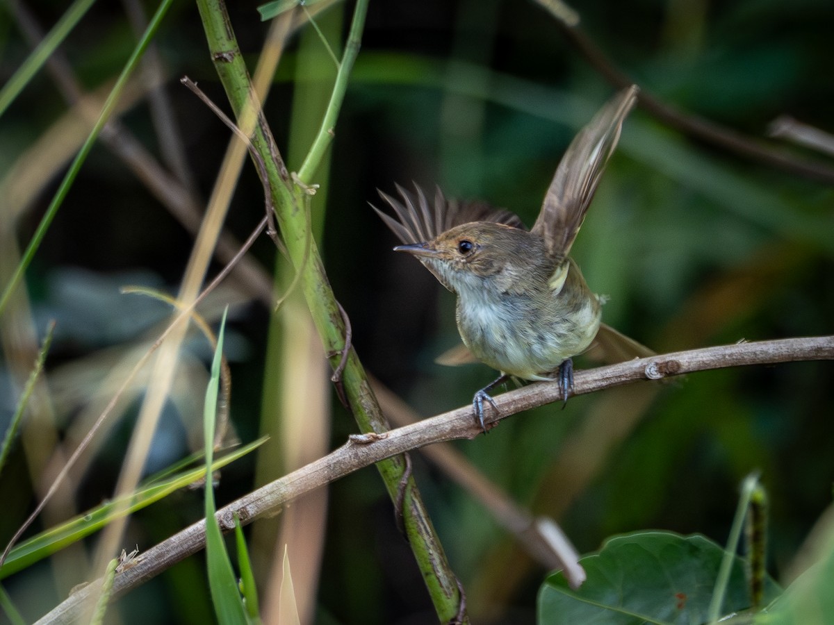 Fulvous-crowned Scrub-Tyrant - ML650713337