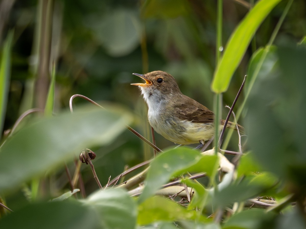 Fulvous-crowned Scrub-Tyrant - ML650713338