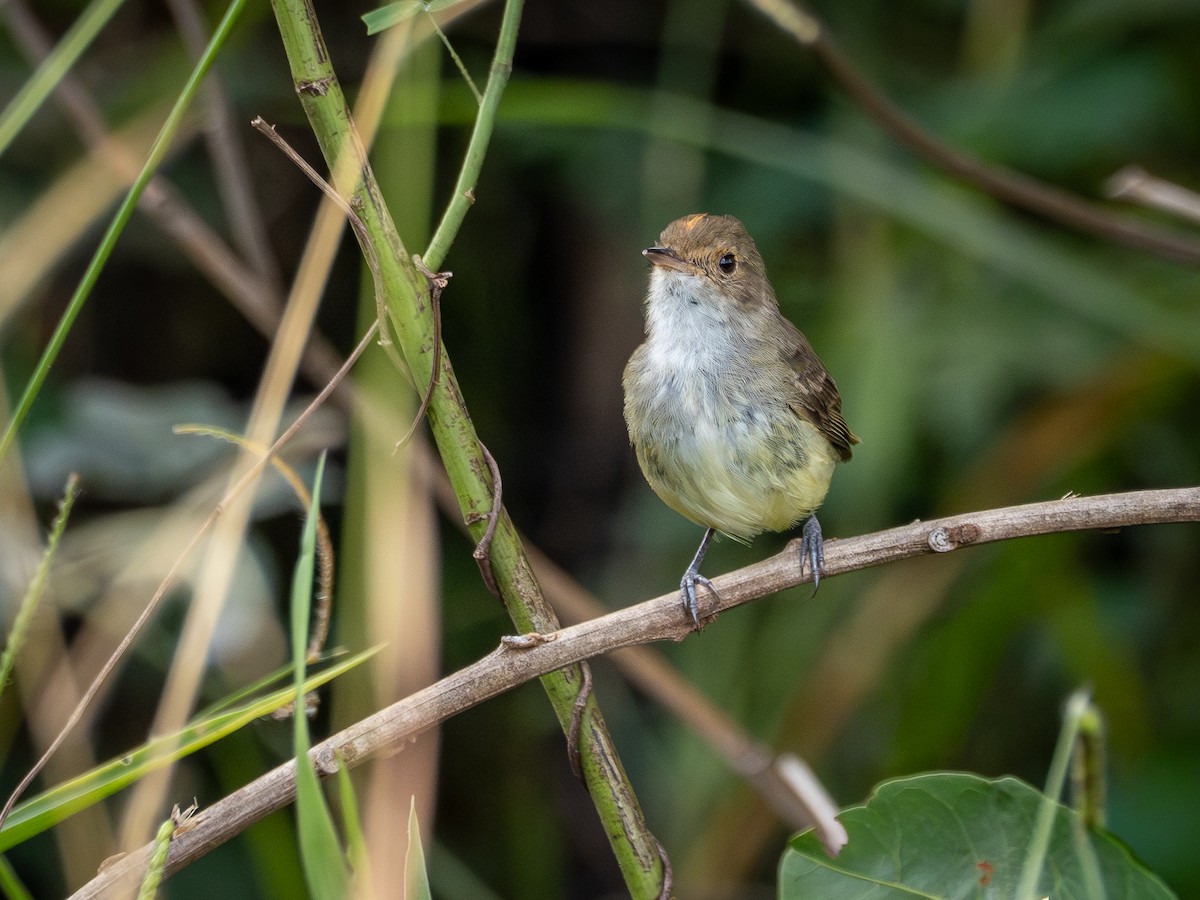 Fulvous-crowned Scrub-Tyrant - ML650713339