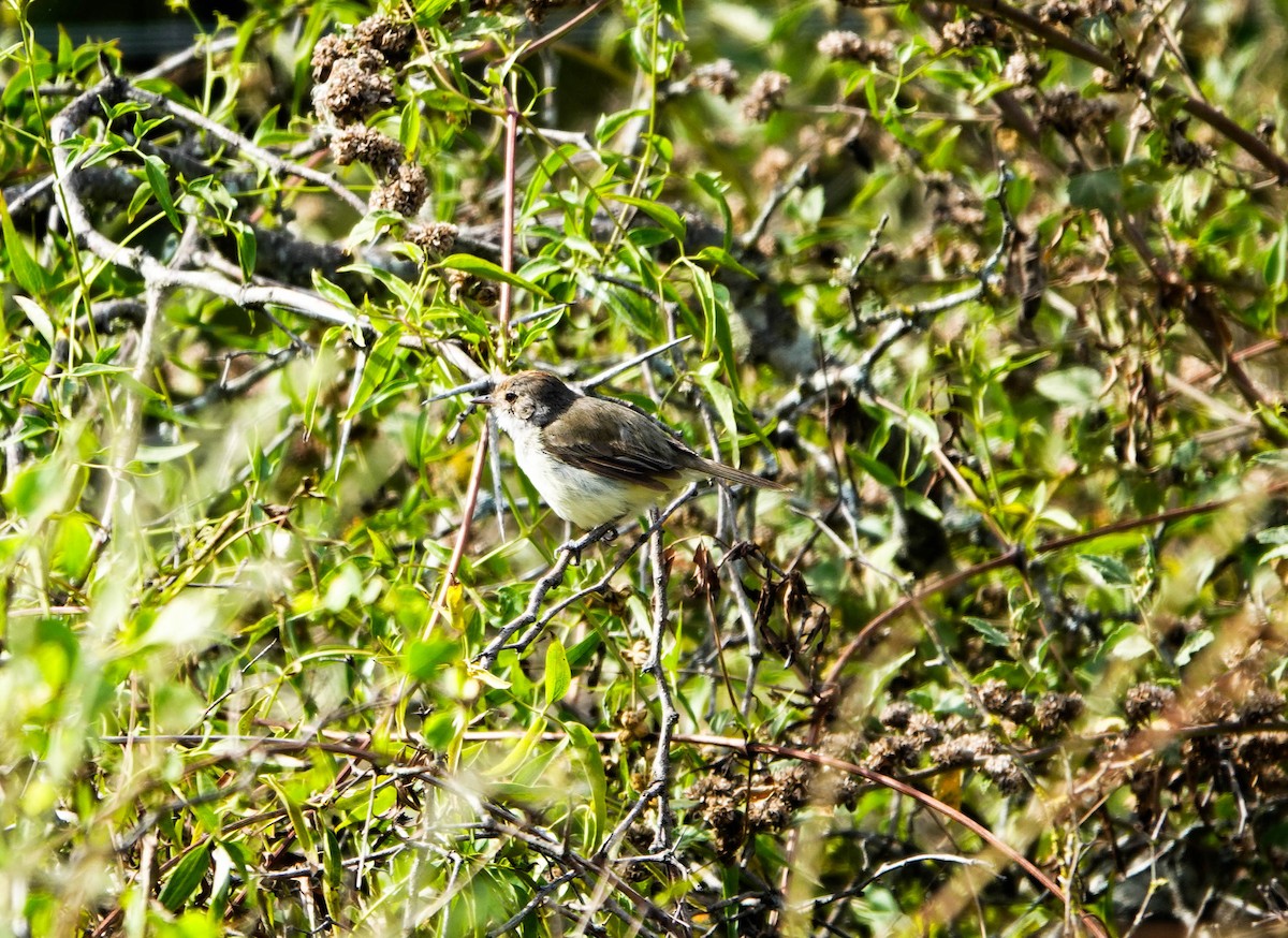 Fulvous-crowned Scrub-Tyrant - ML650713453