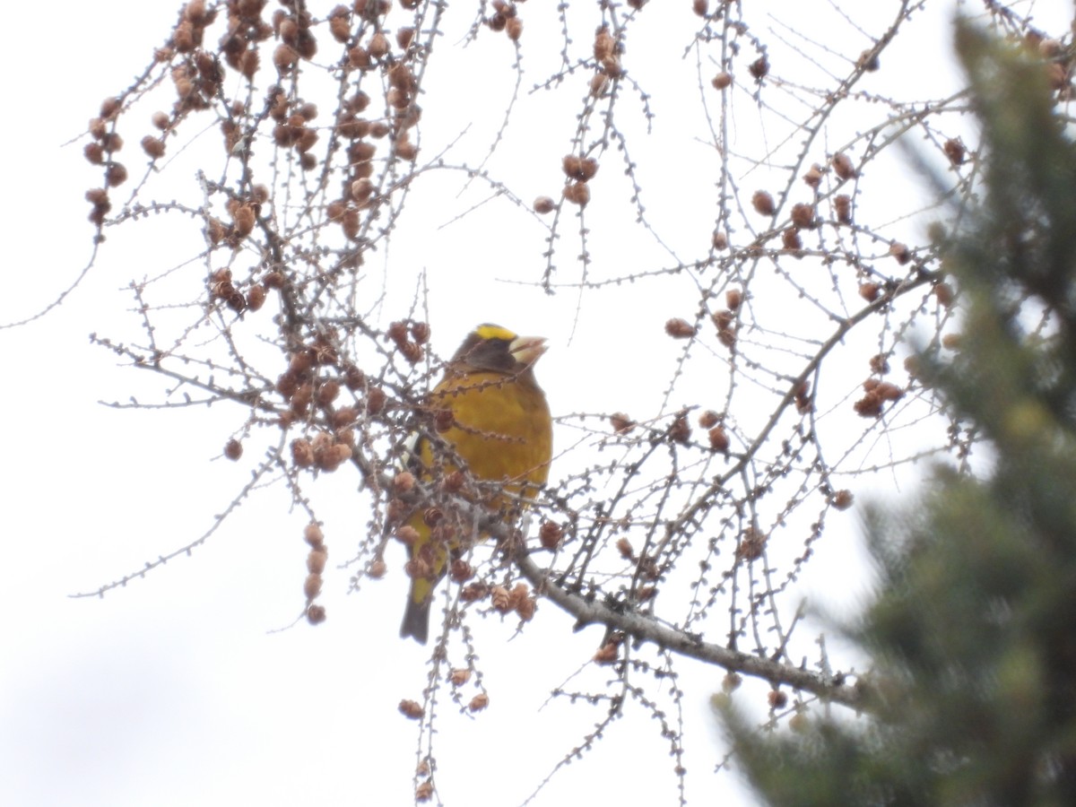 Gros-bec errant - ML650713483