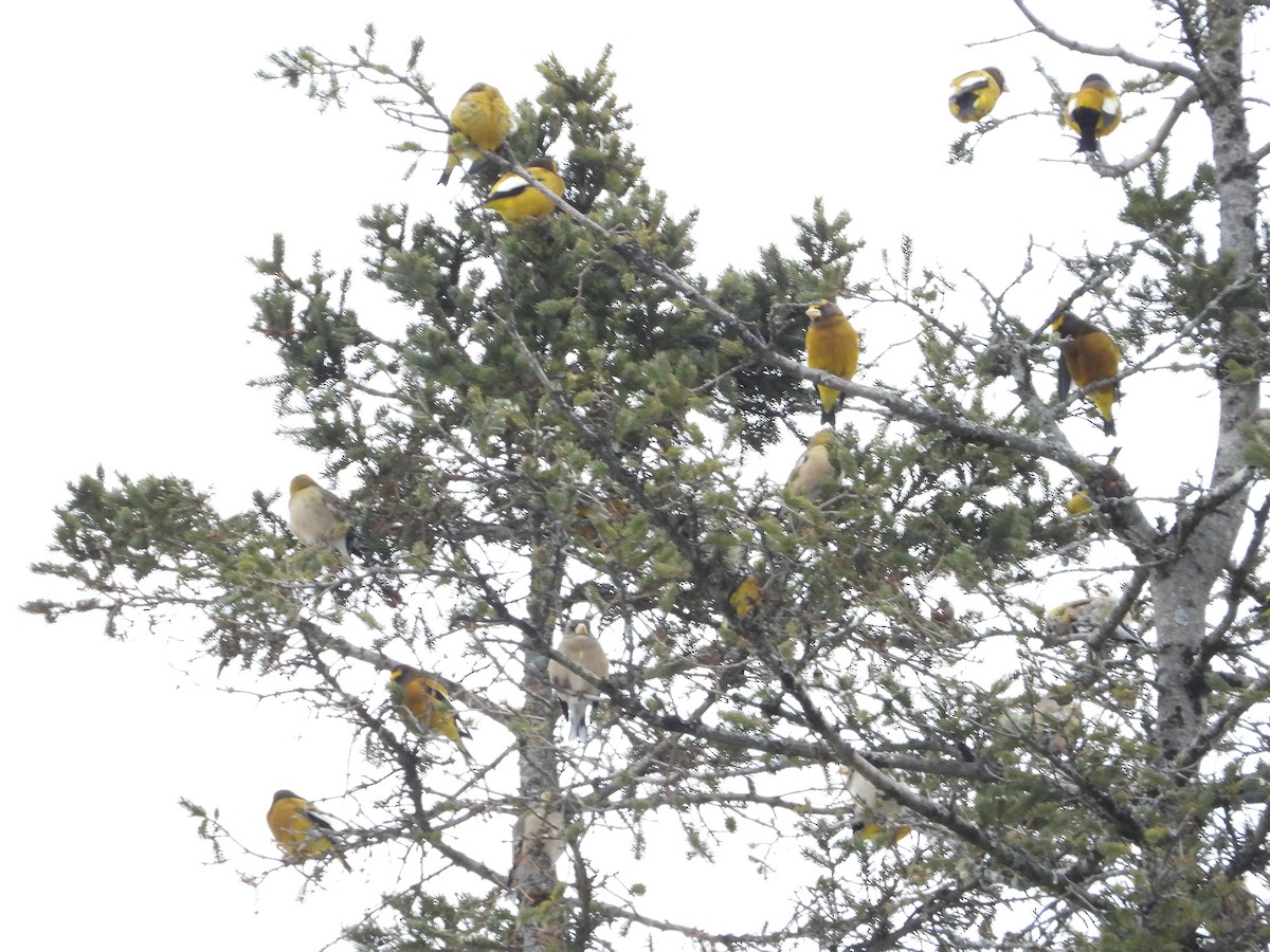 Gros-bec errant - ML650713484