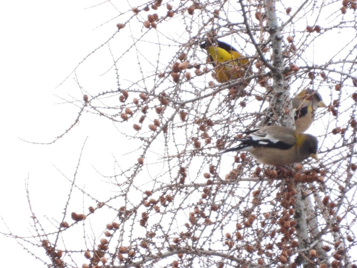 Gros-bec errant - ML650713485