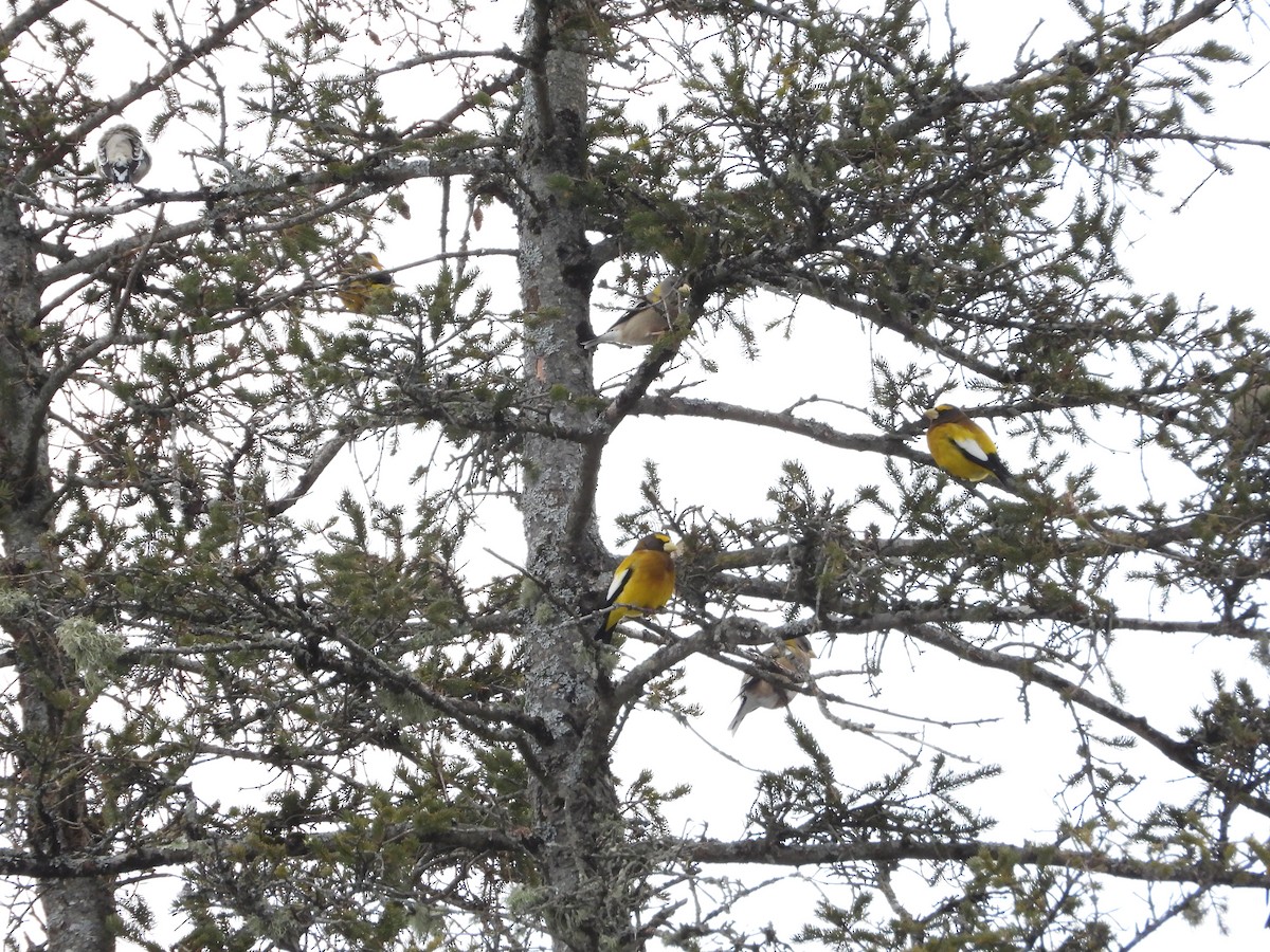 Gros-bec errant - ML650713486