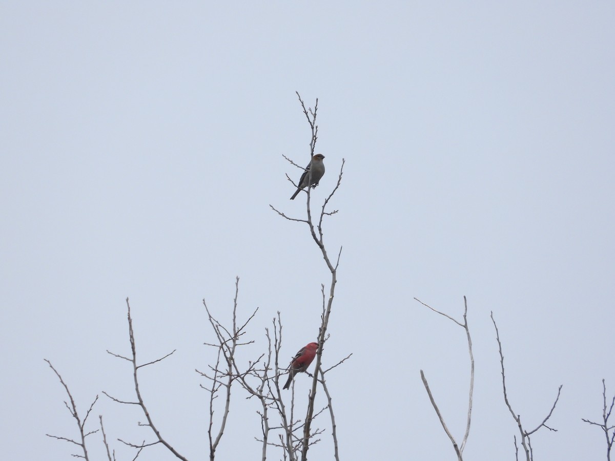 Durbec des sapins - ML650713519
