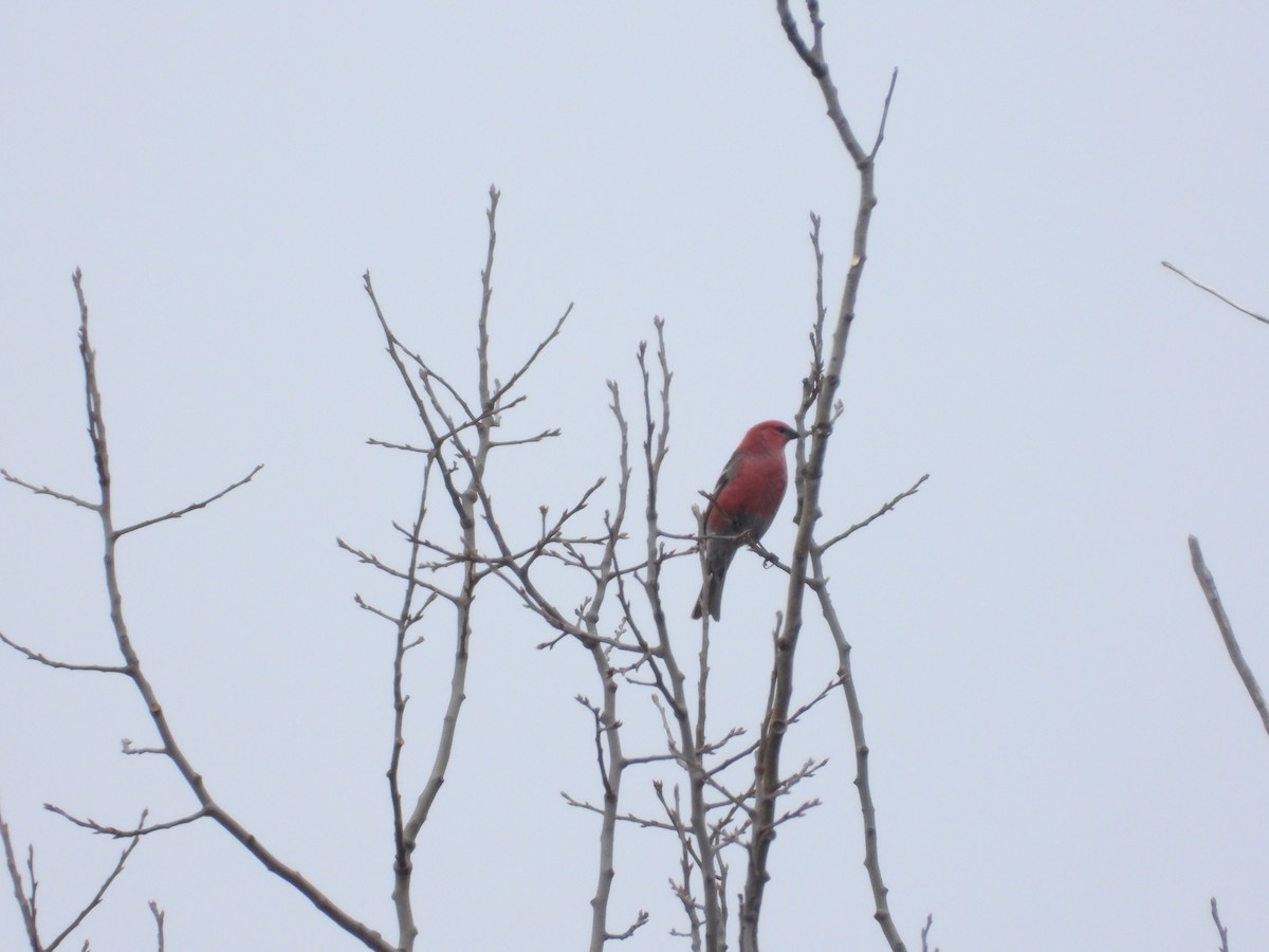Durbec des sapins - ML650713520