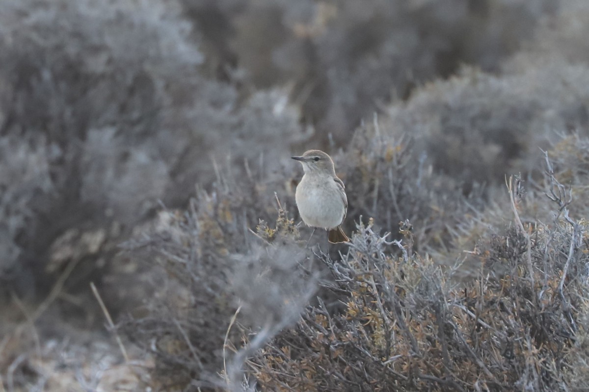 Gaucho souris - ML650713962