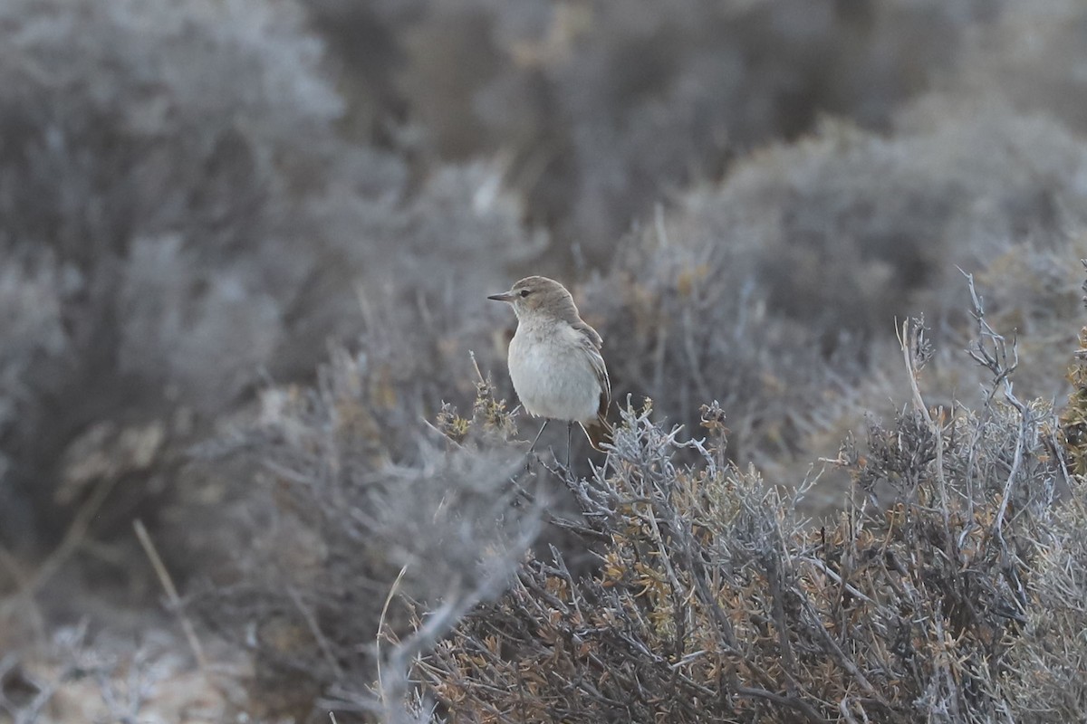 Gaucho souris - ML650713963