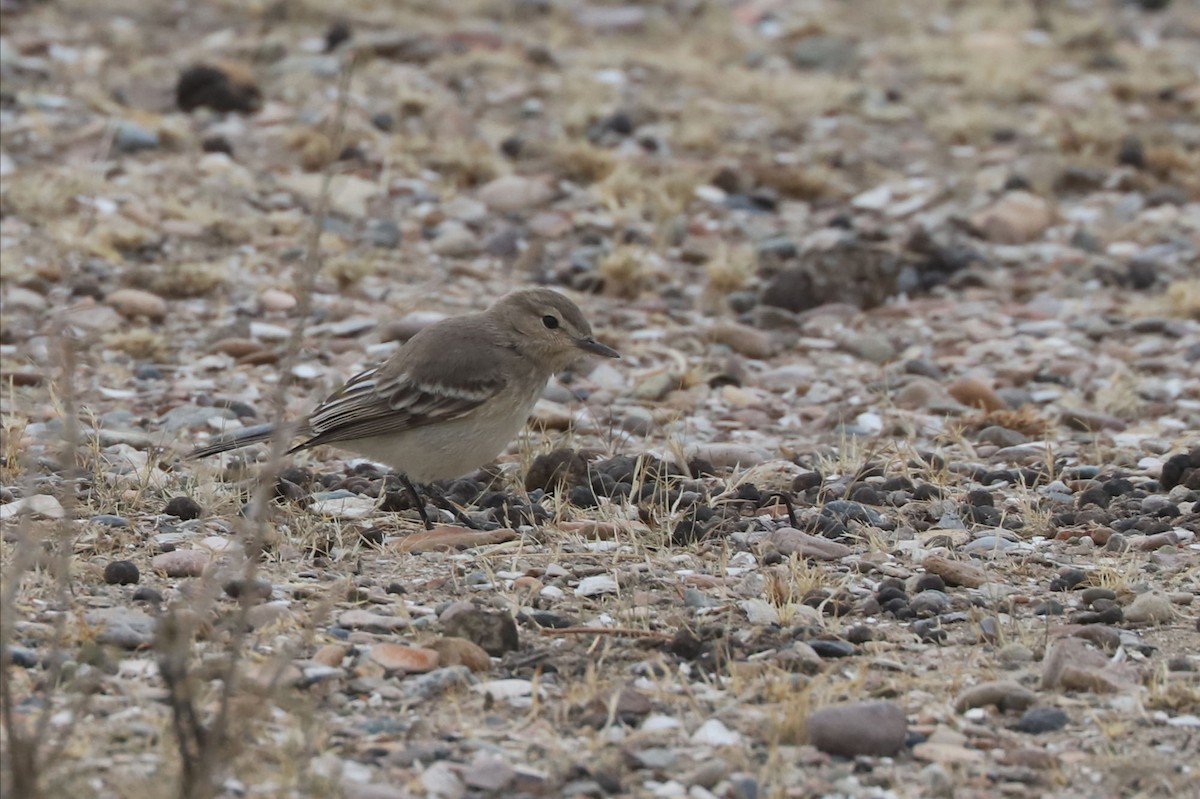 Gaucho souris - ML650713964