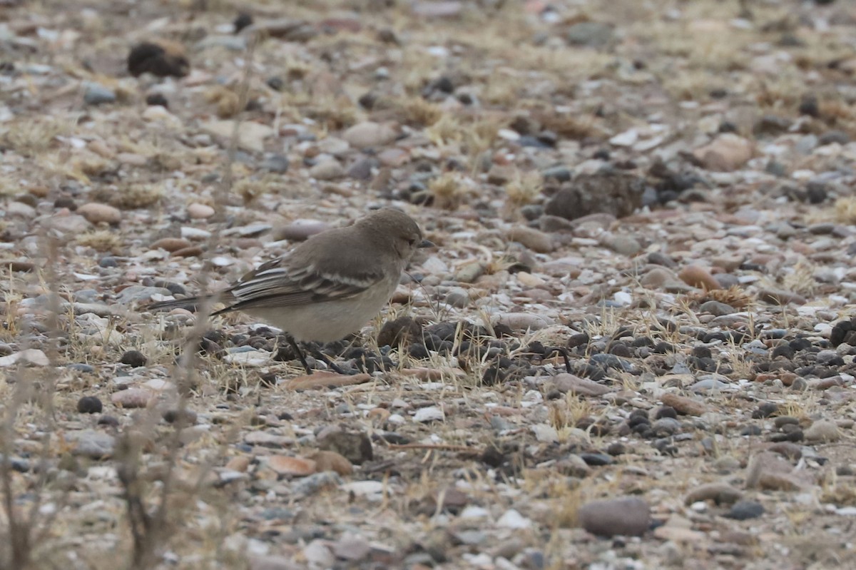 Gaucho souris - ML650713965