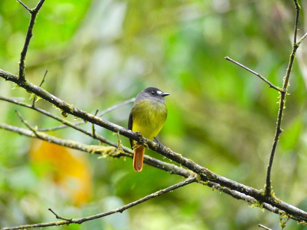 Мухоїд-білозір - ML650713999