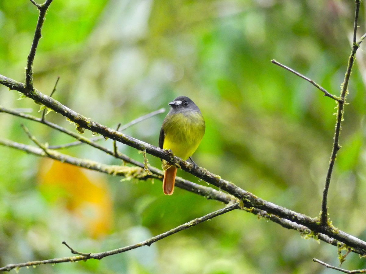 Мухоїд-білозір - ML650714000