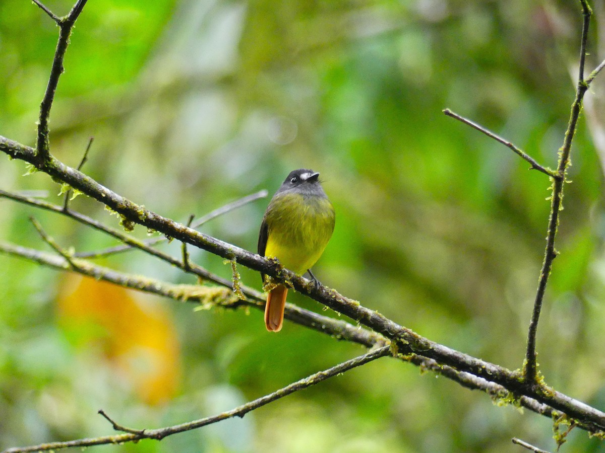 Мухоїд-білозір - ML650714001