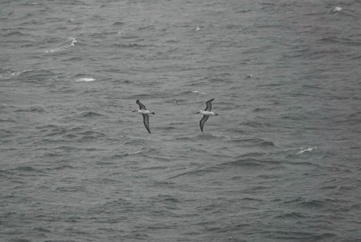 Gelbnasenalbatros - ML650714005