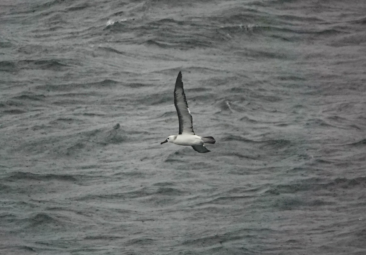 Gelbnasenalbatros - ML650714007