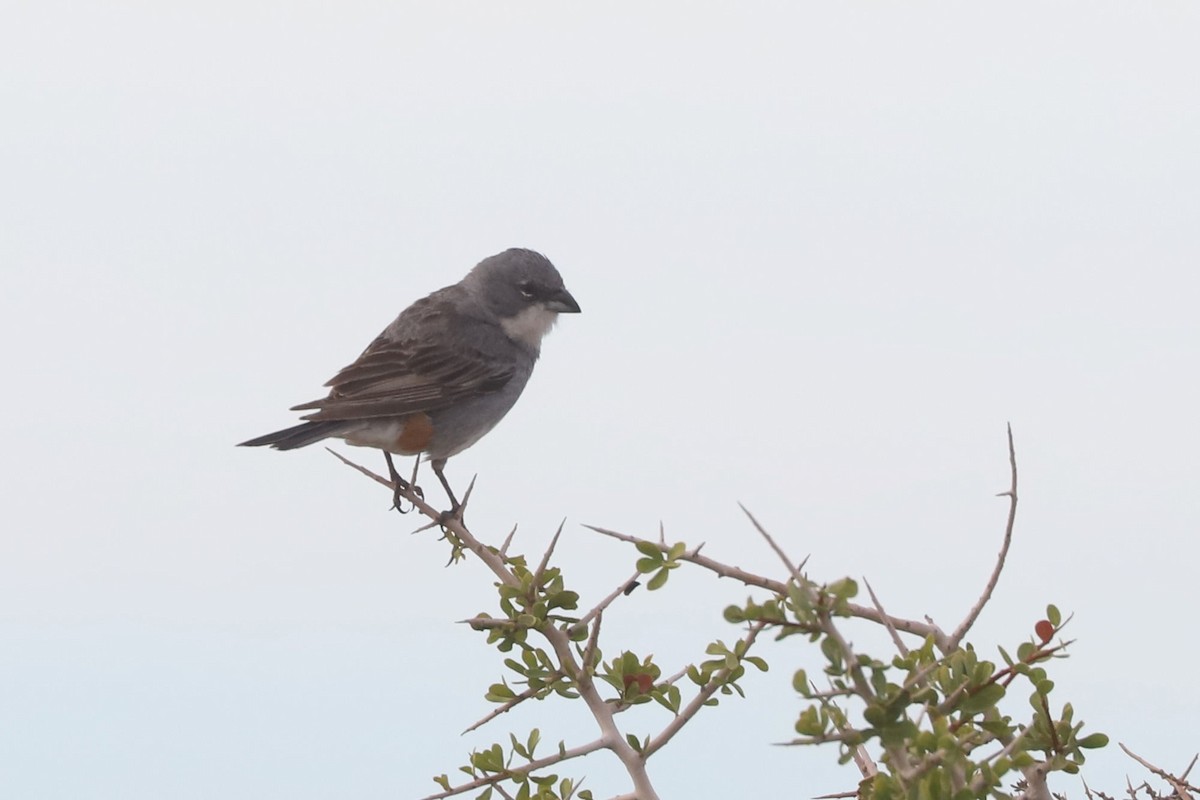 Diuca gris - ML650714015