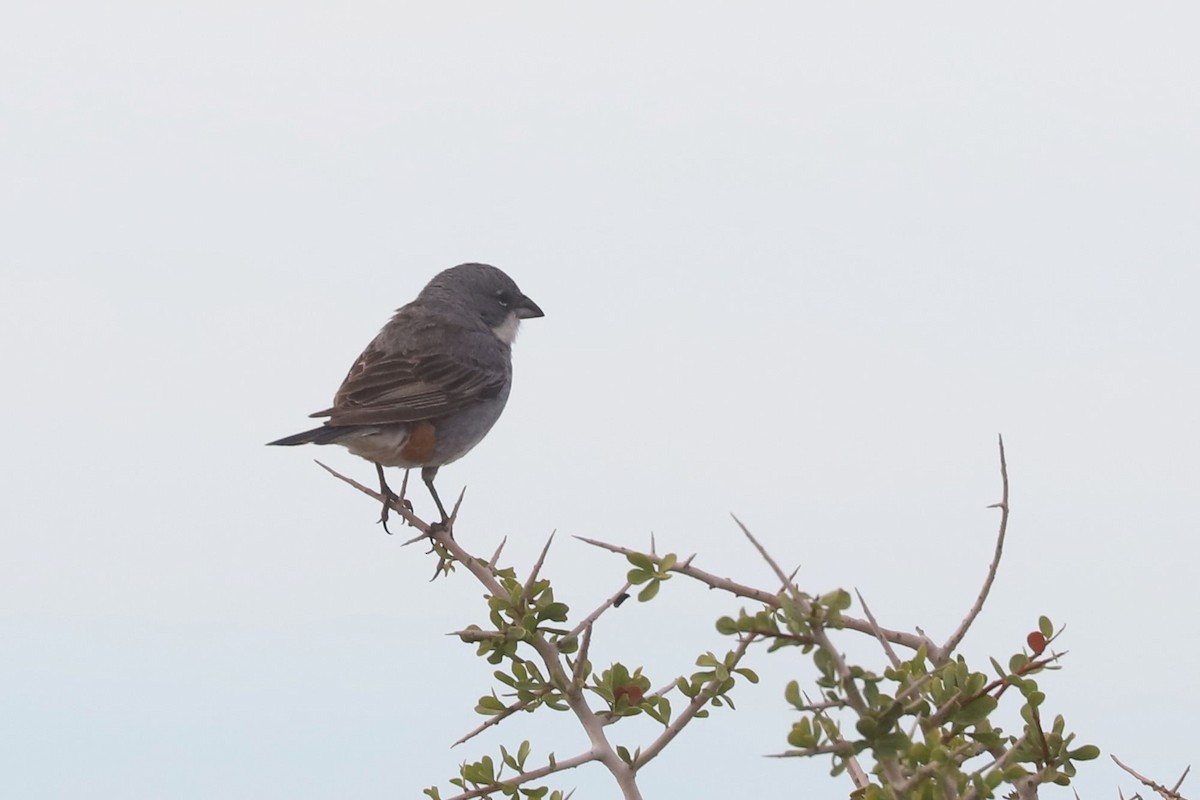 Diuca gris - ML650714016