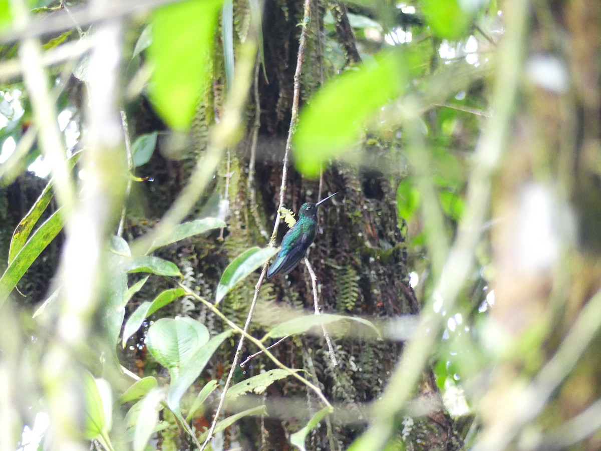 Колібрі-шаблекрил еквадорський - ML650714026