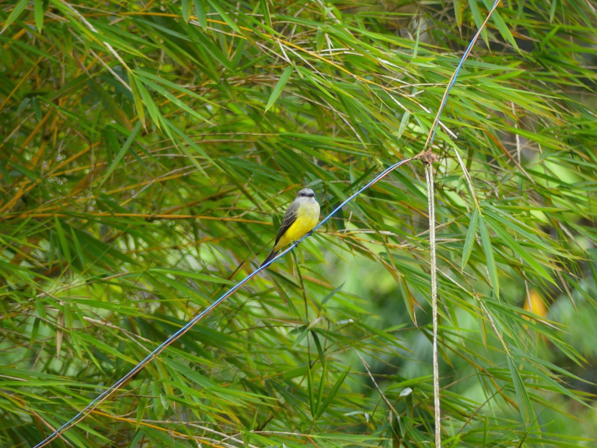 Тиран тропічний - ML650714274