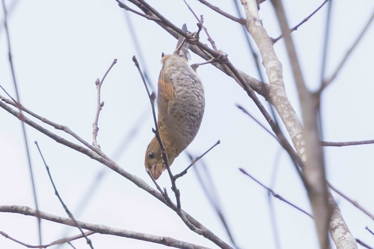 Чечевиця вогниста - ML650714355