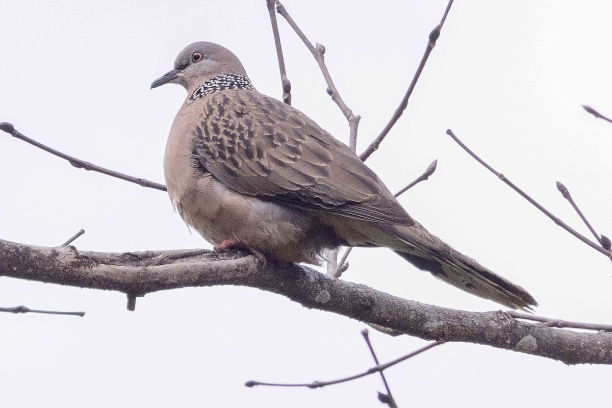 Горлиця китайська - ML650714367