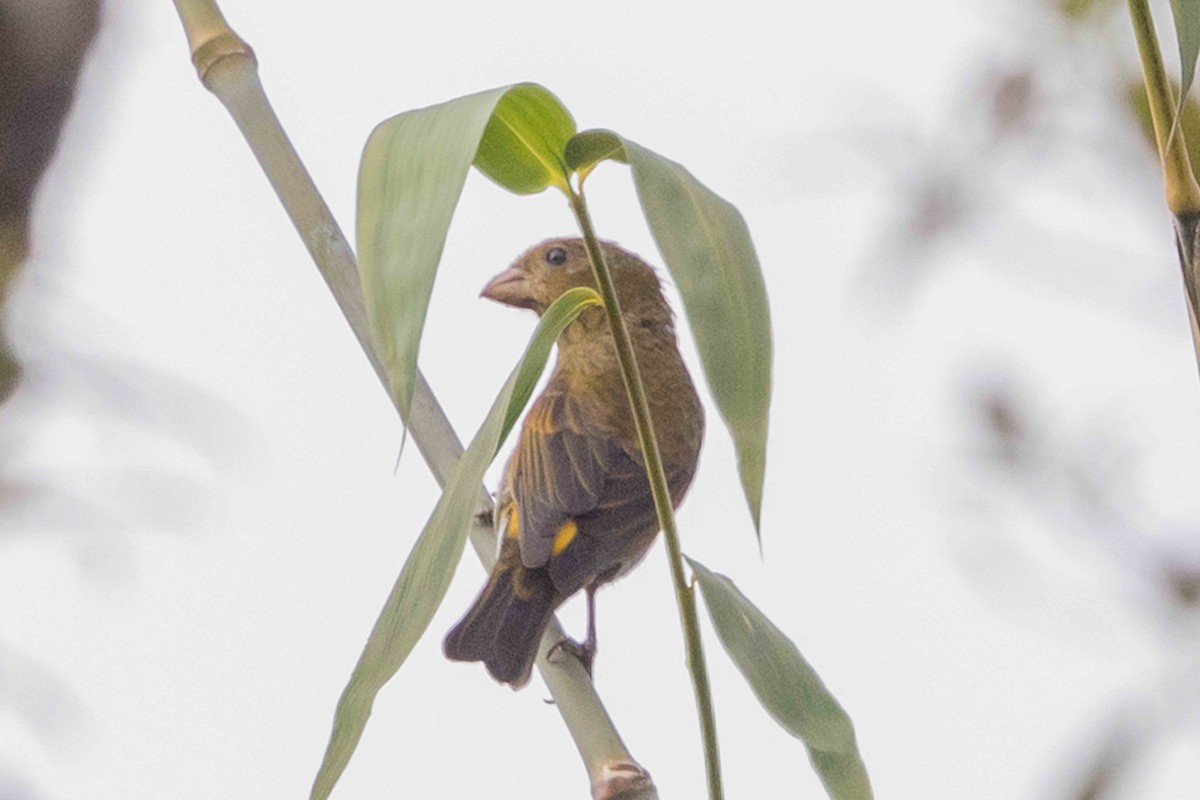 Чечевиця вогниста - ML650714370