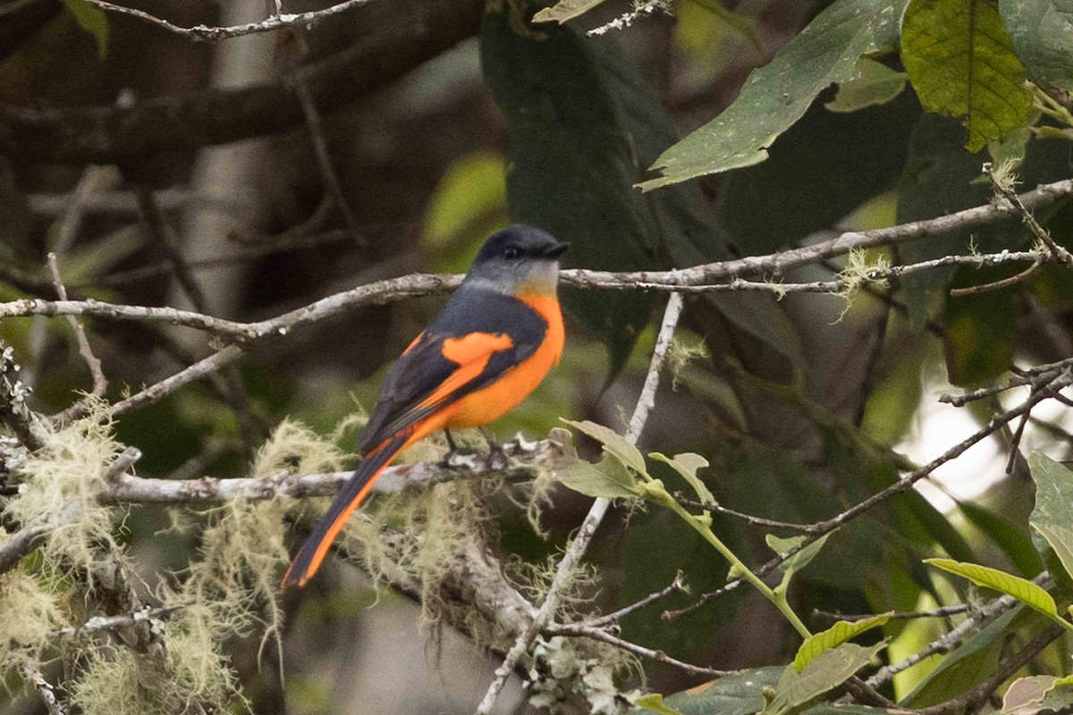 Личинкоїд сірощокий - ML650714386