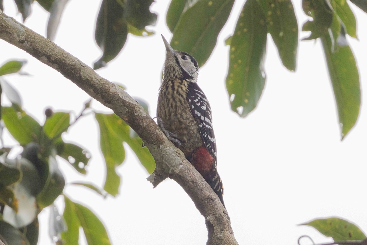 Дятел бірманський - ML650714409