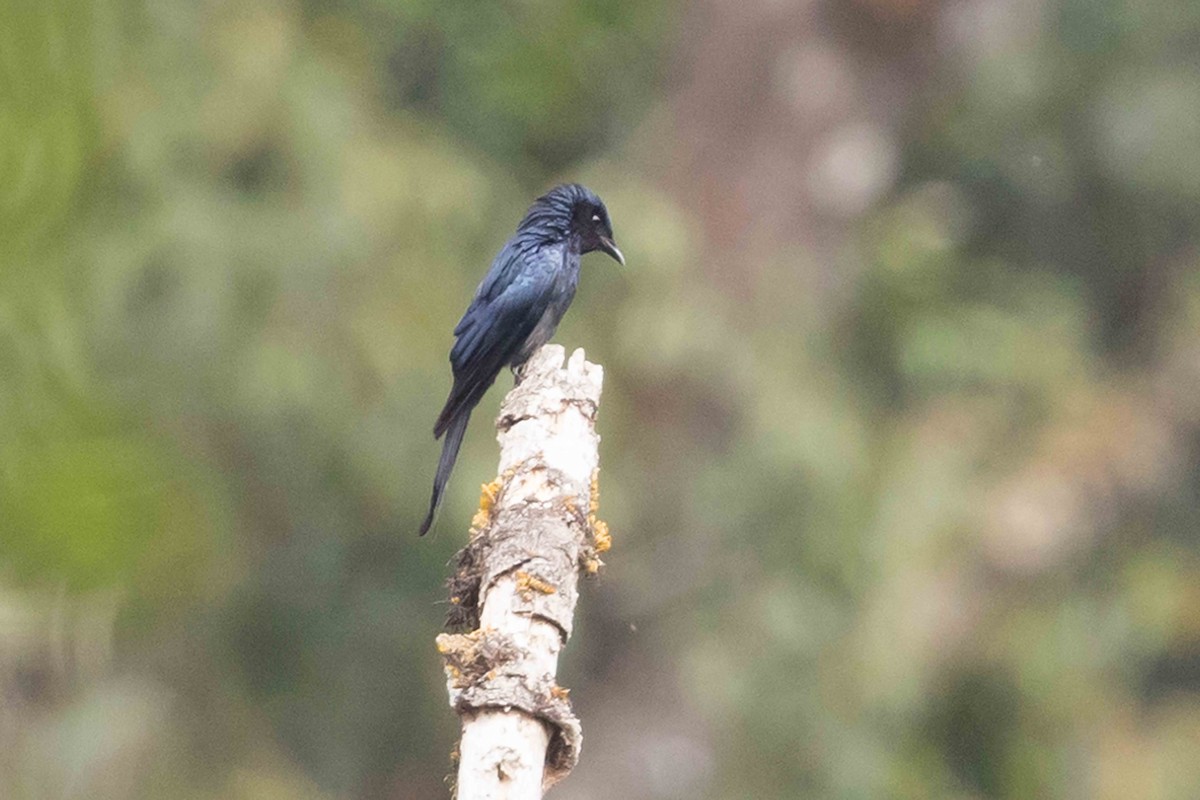 Дронго бронзовий - ML650714422