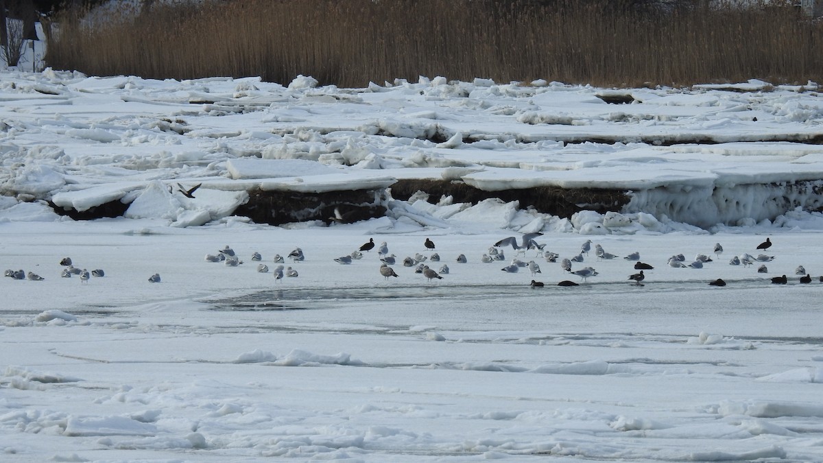 Larinae sp. - ML650714434