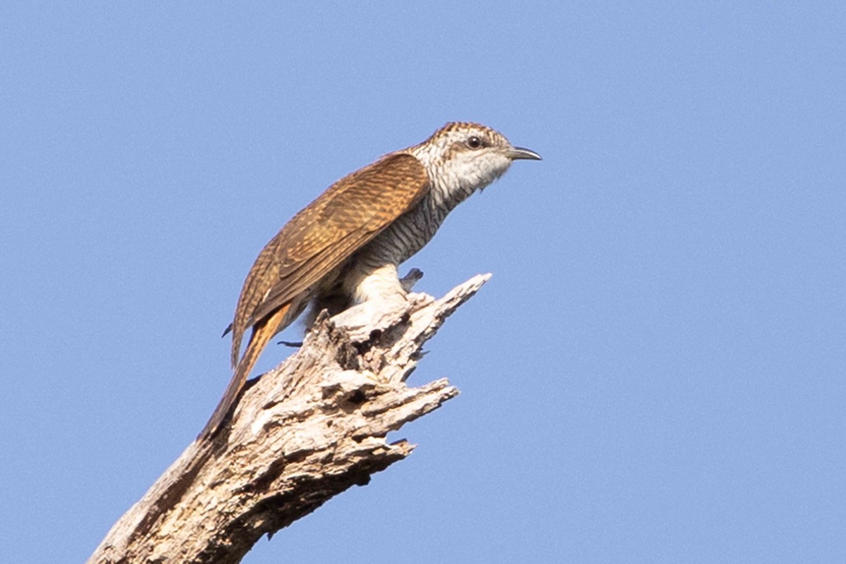 Кукавка смугаста - ML650714439