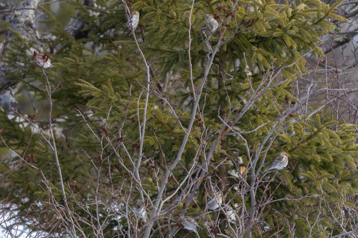 Redpoll (Common) - ML650714449