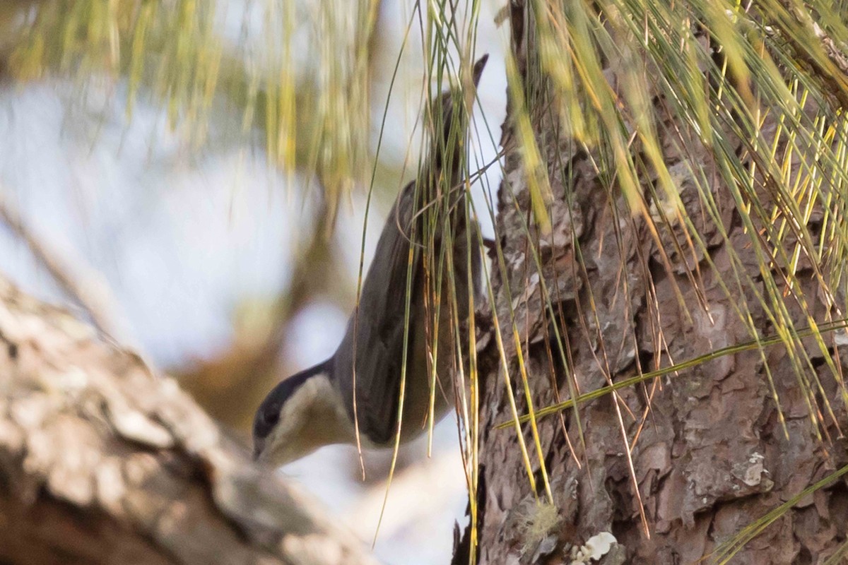 Повзик гігантський - ML650714473