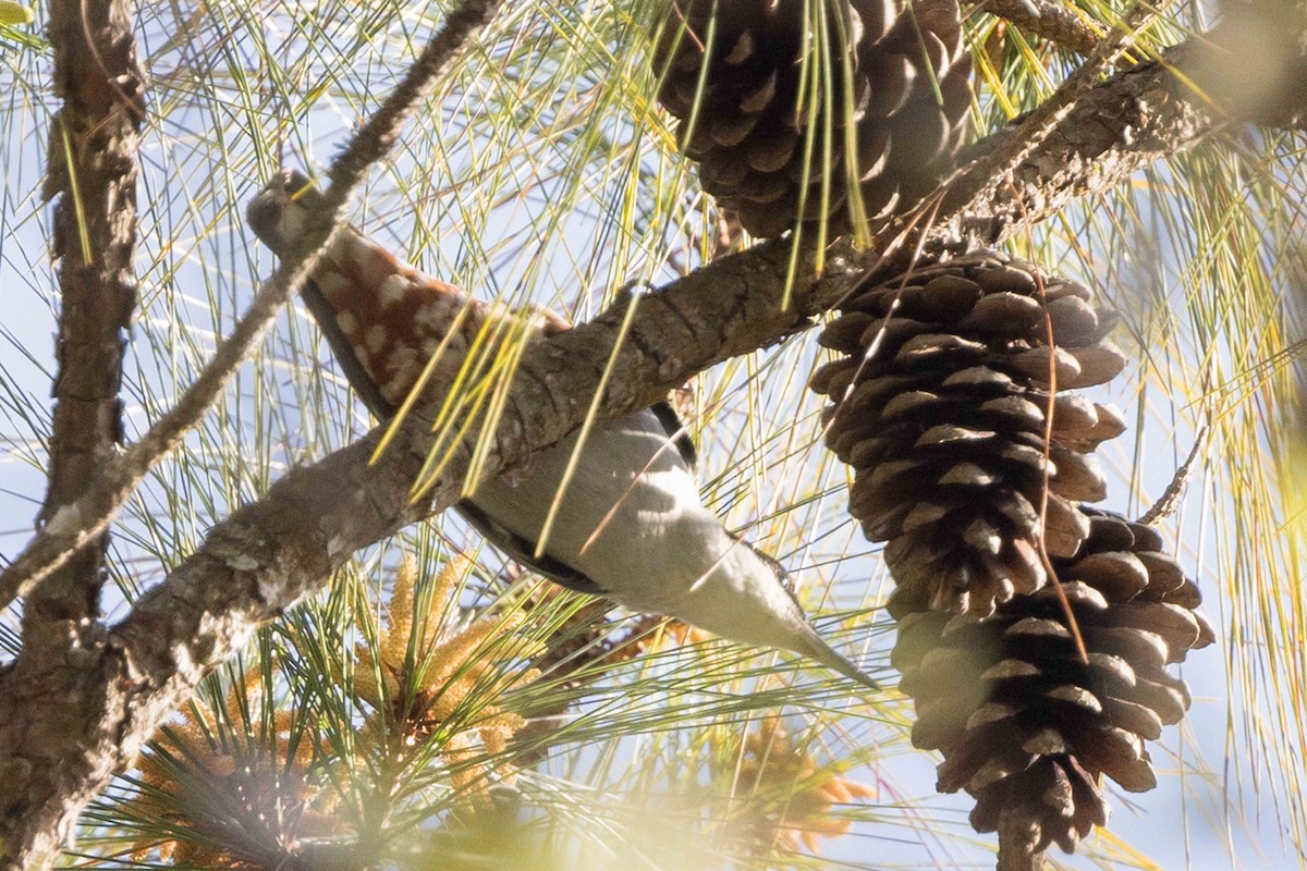 Повзик гігантський - ML650714475