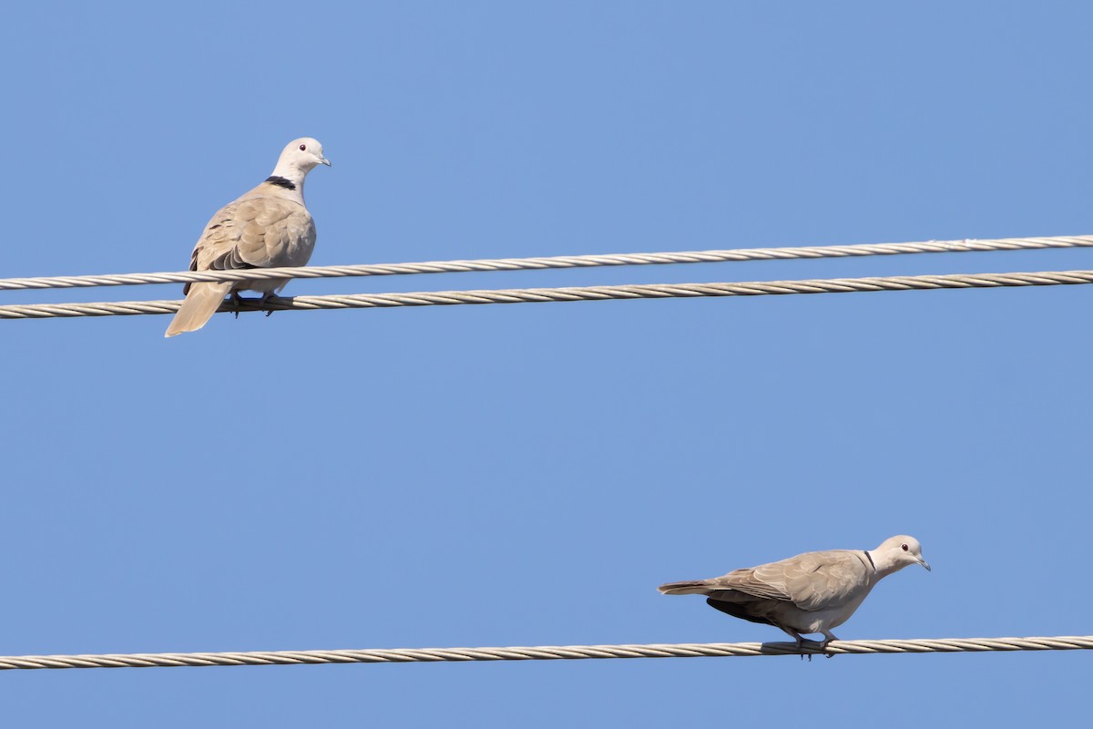 Eurasian Collared-Dove - ML650714476