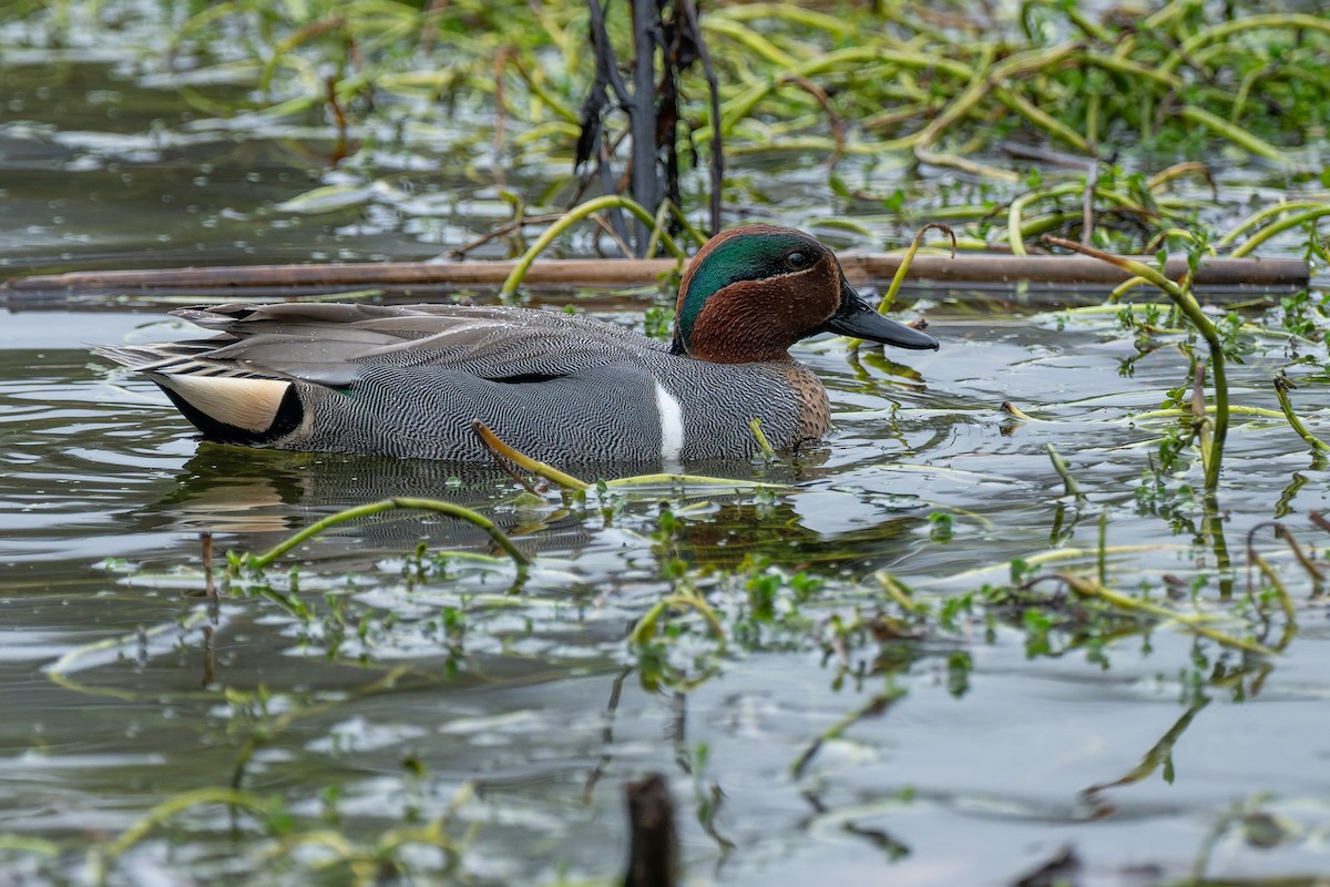 Green-winged Teal - ML650714477