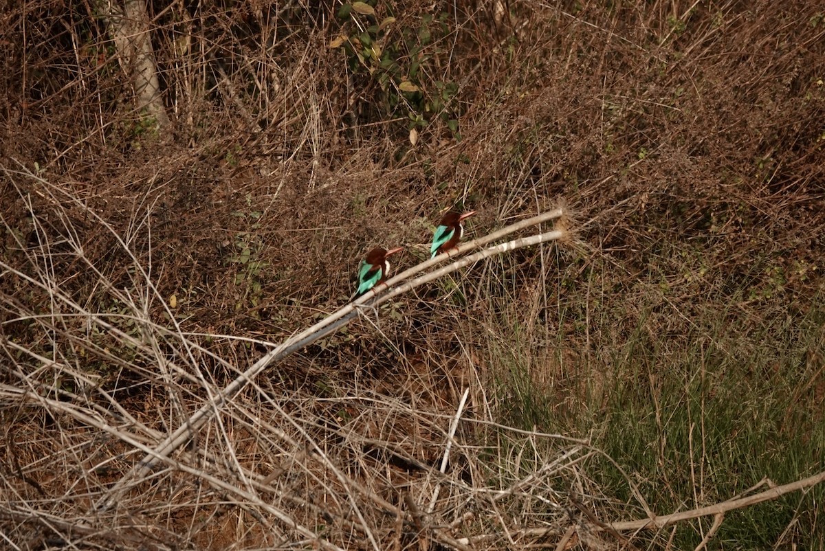White-throated Kingfisher - ML650714478
