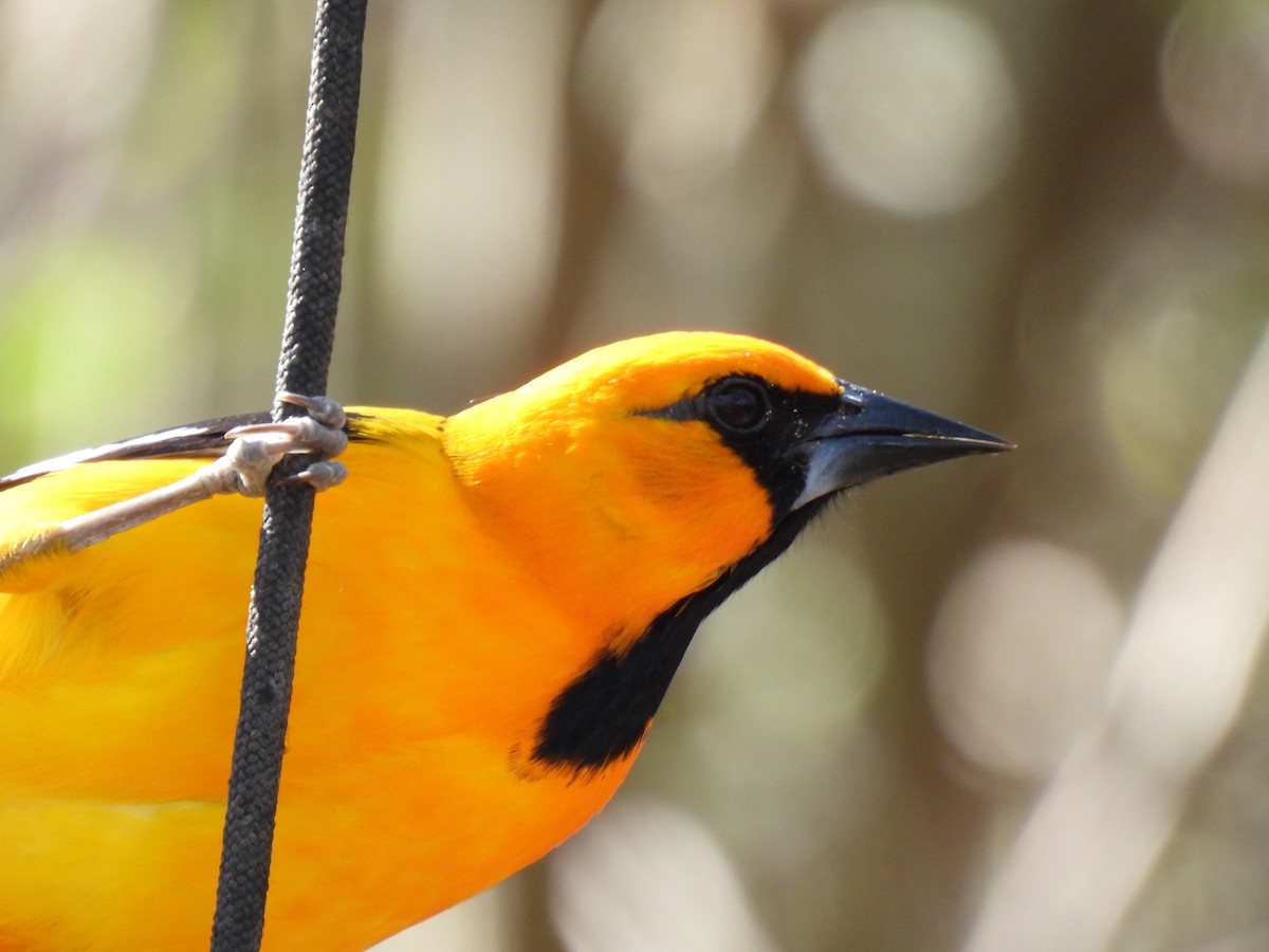 Altamira Oriole - ML650714484