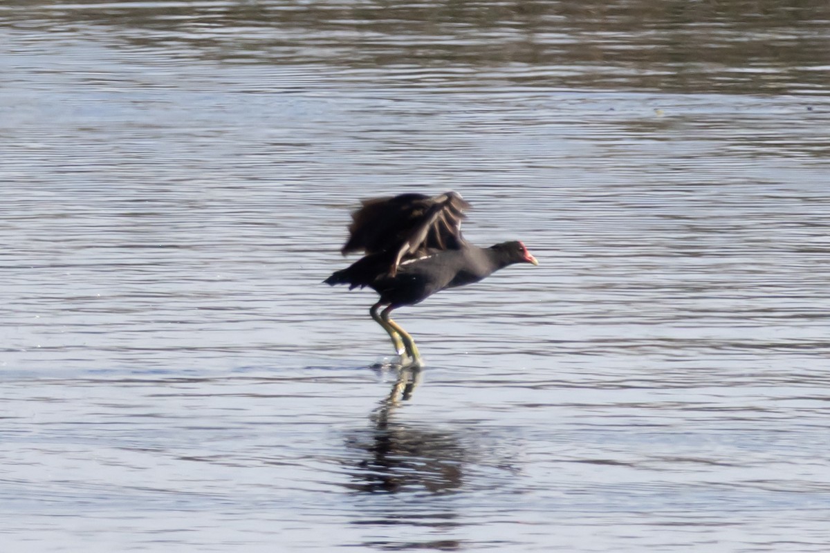 Common Gallinule - ML650714486
