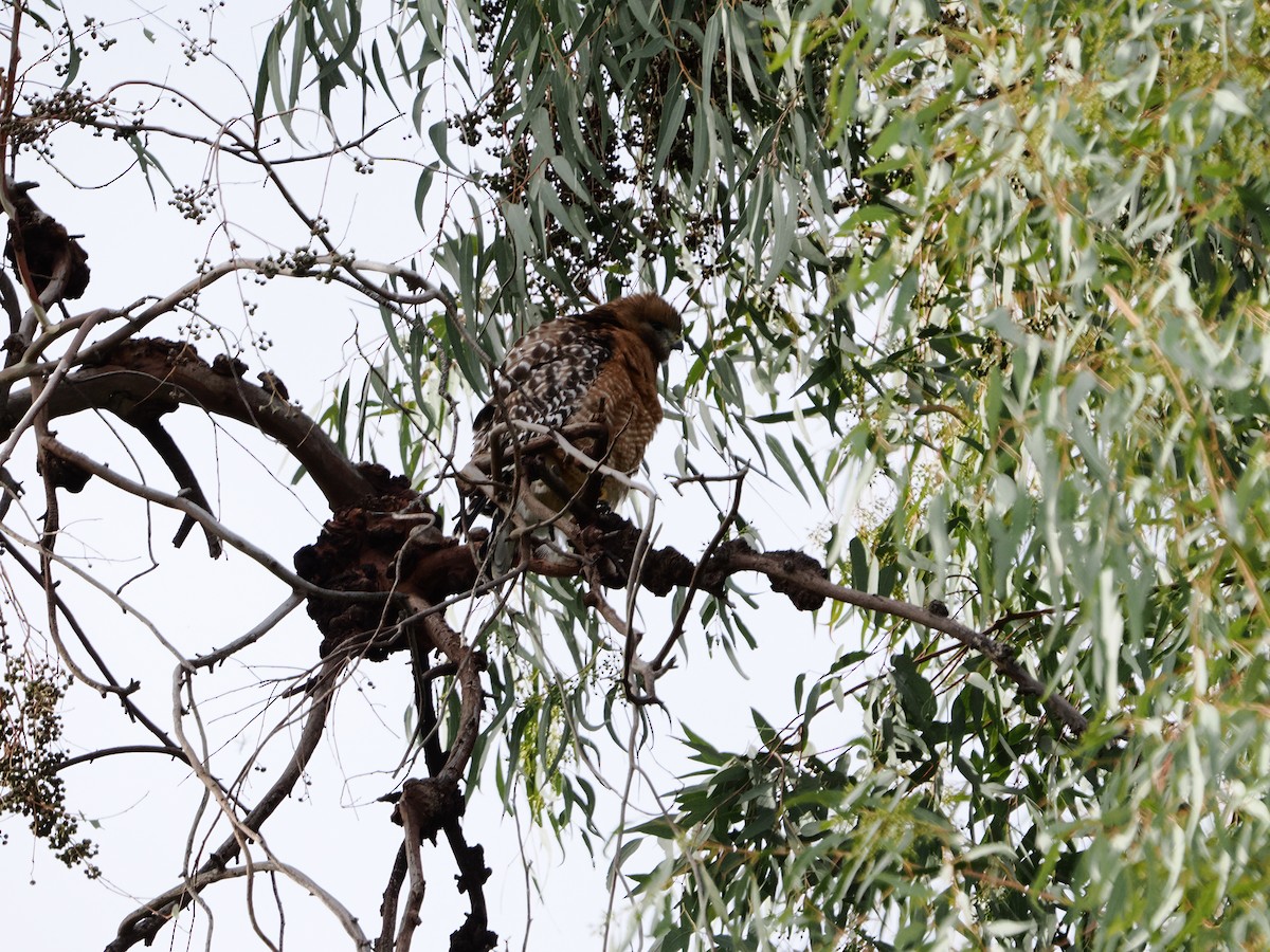 Red-shouldered Hawk - ML650714488