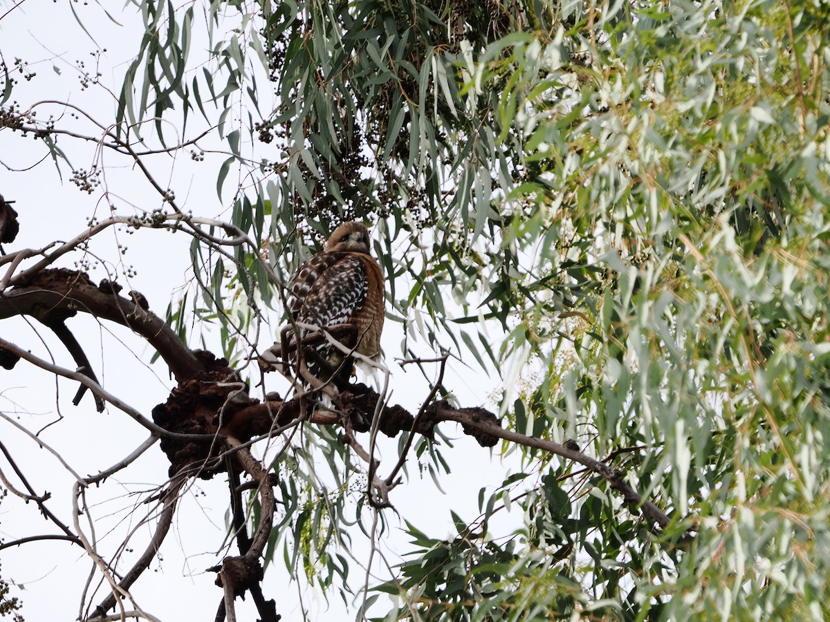 Red-shouldered Hawk - ML650714489
