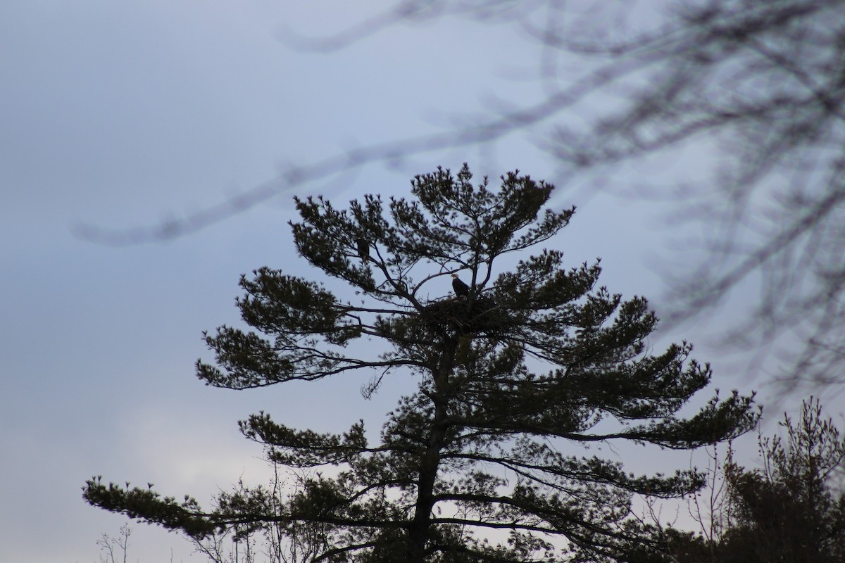 Bald Eagle - ML650714490