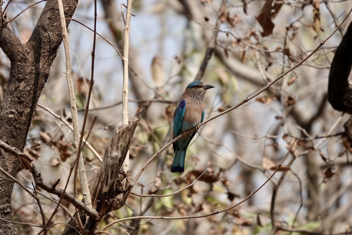 Indian Roller - ML650714491