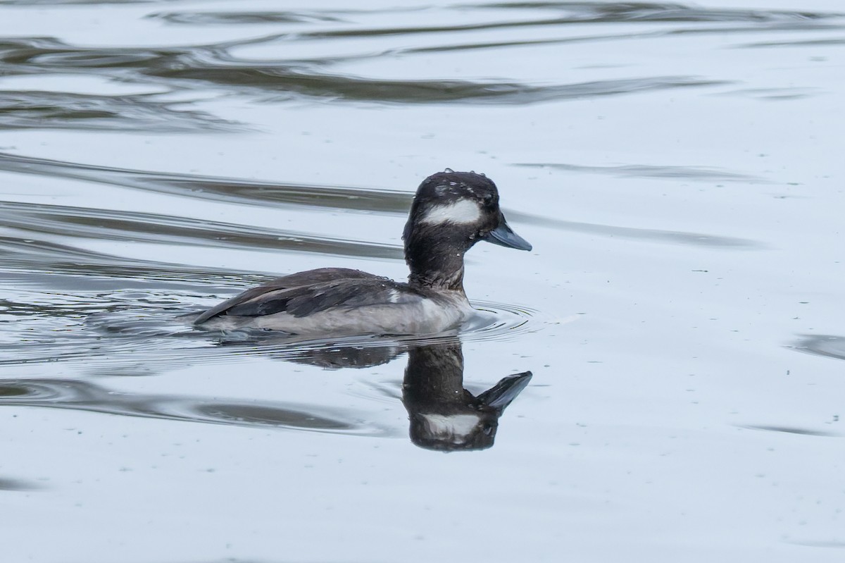 Bufflehead - ML650714492